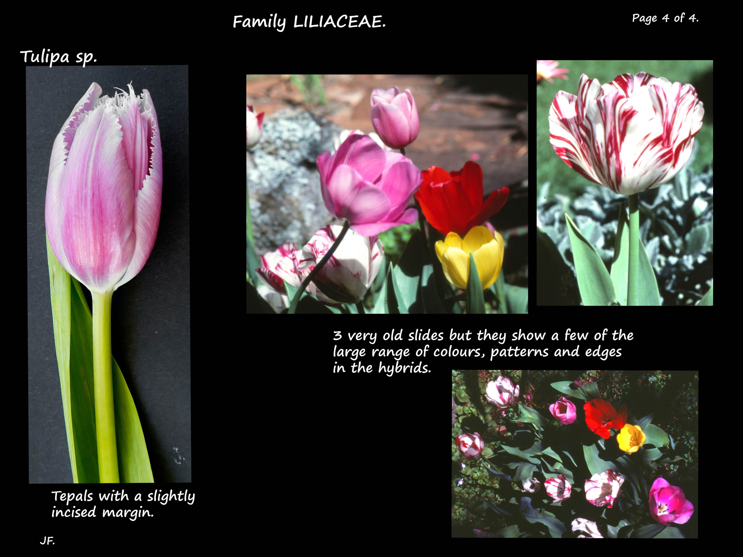 4 Tulip varieties